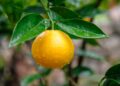 Fornalutx: Eine bezauberndes Citrus-Oase in Mallorcas Tramuntana-Gebirge