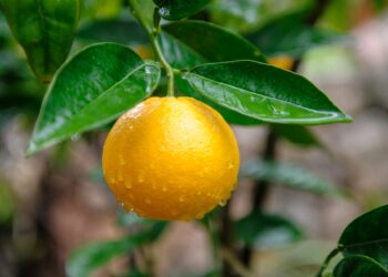 Fornalutx: Eine bezauberndes Citrus-Oase in Mallorcas Tramuntana-Gebirge