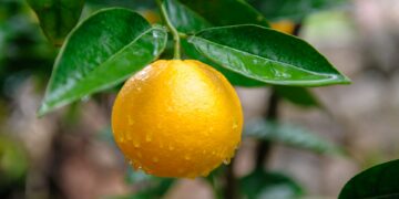 Fornalutx: Eine bezauberndes Citrus-Oase in Mallorcas Tramuntana-Gebirge