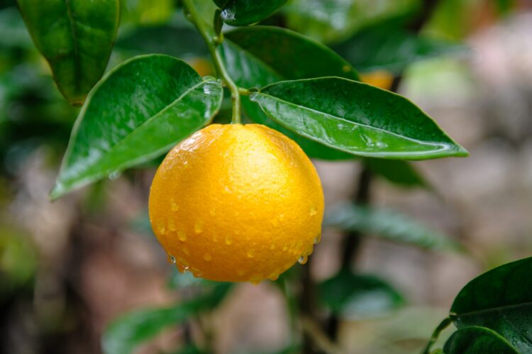 Fornalutx: Eine bezauberndes Citrus-Oase in Mallorcas Tramuntana-Gebirge