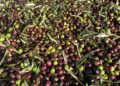 Flüssiges Gold: Mallorcas florierende Olivenölindustrie