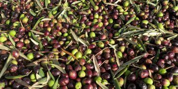 Flüssiges Gold: Mallorcas florierende Olivenölindustrie