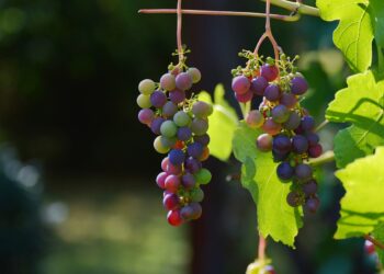 Mallorcas faszinierende Welt der DOC-zertifizierten Weine